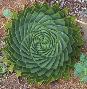 Aloe ornamentale