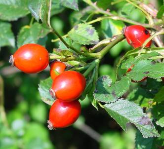 Bacche di Rosa Canina