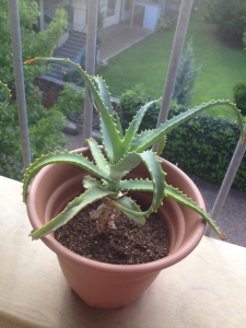 Aloe domestica