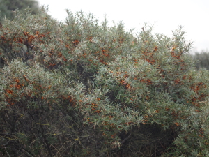 Arbusto di olivello spinoso